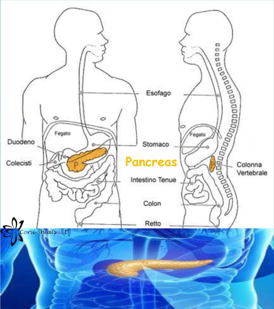 Il Pancreas